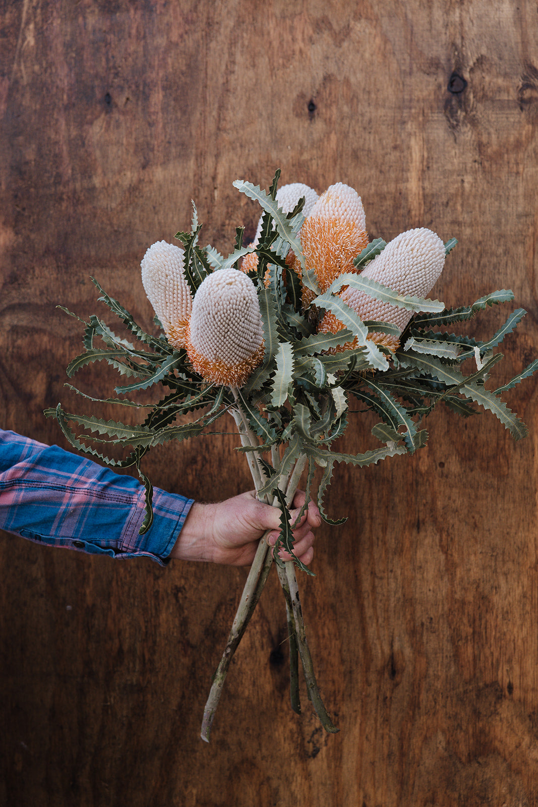 Banksia Bunch