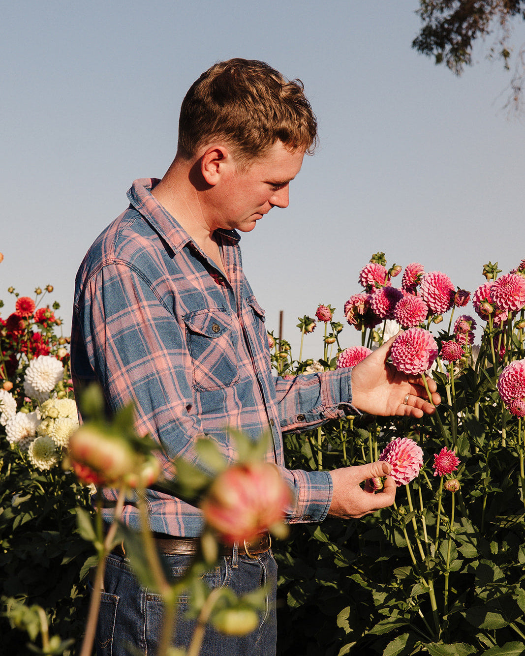 Daniel in the dahlia field
